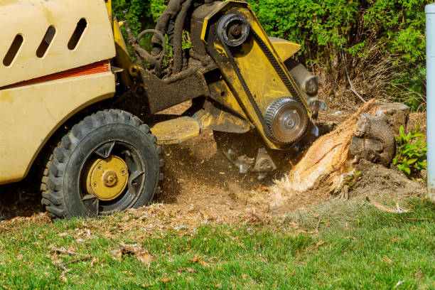 How Our Tree Care Process Works  in  Ennis, TX